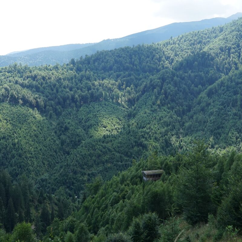 Using carbon markets to break down barriers to ecosystem restoration in Europe